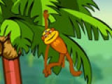 Spider Monkey